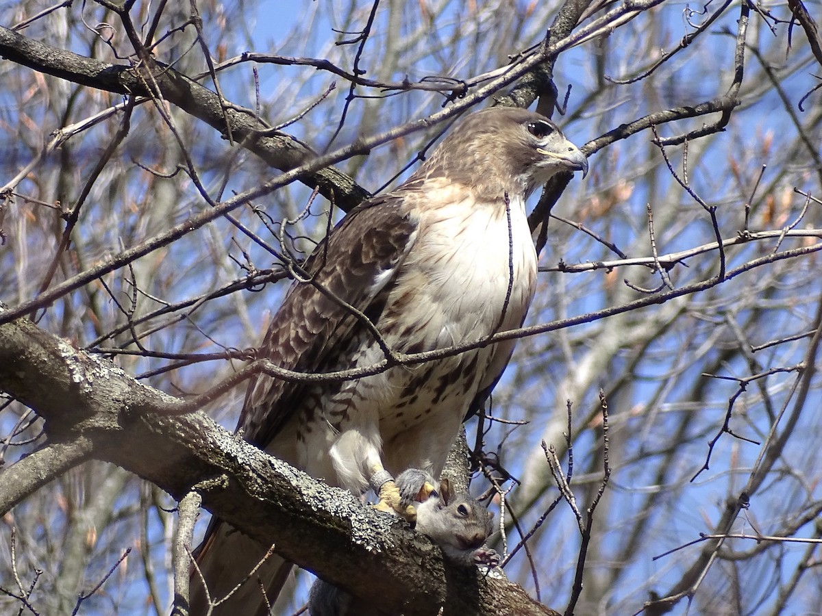 Red-tailed Hawk - Jeffrey Roth