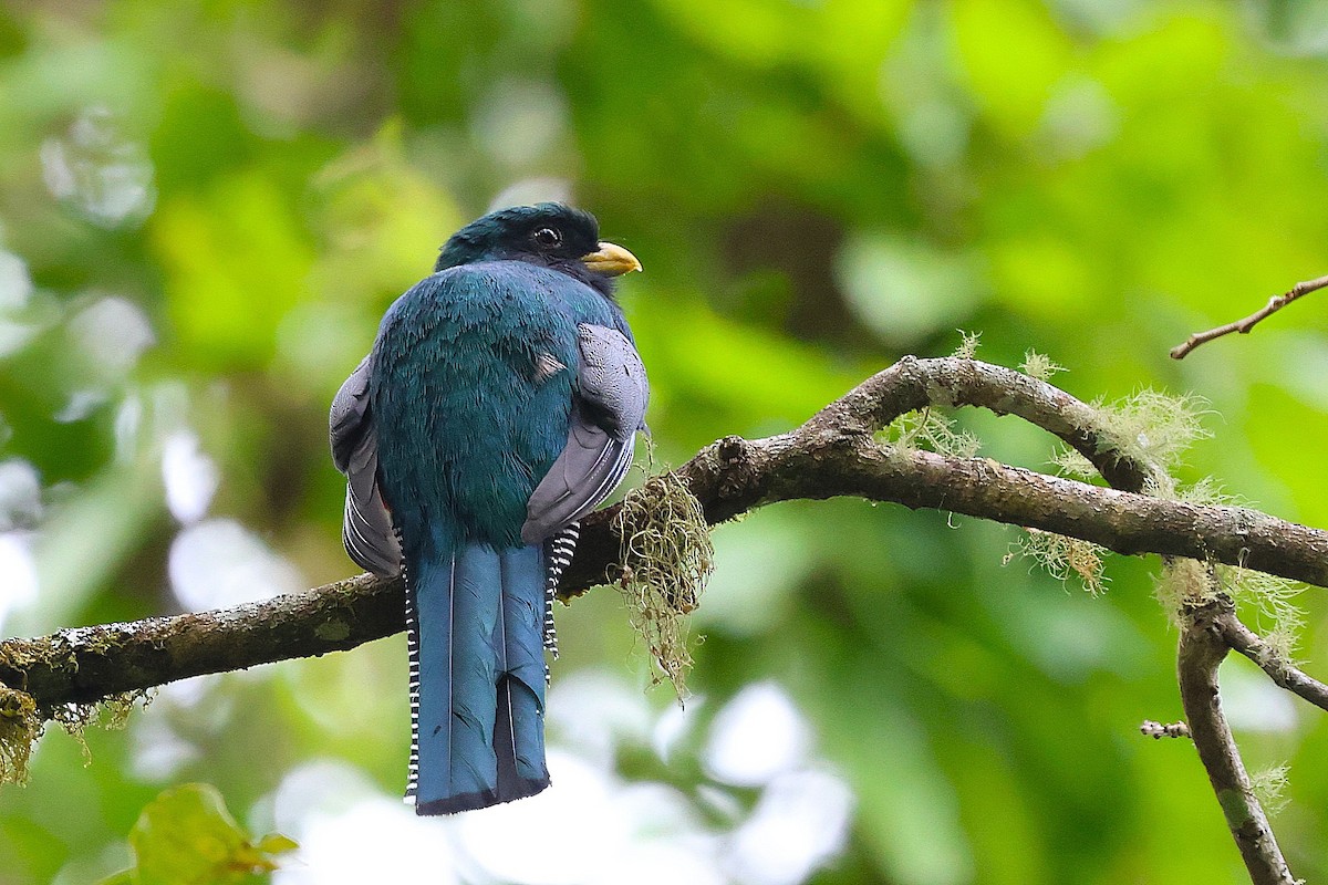 Collared Trogon - Jim Edsall