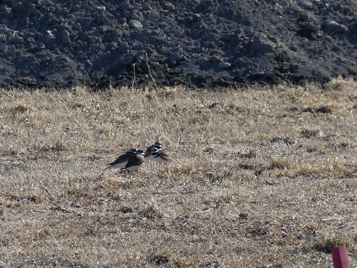 Killdeer - Jacynthe Fortin