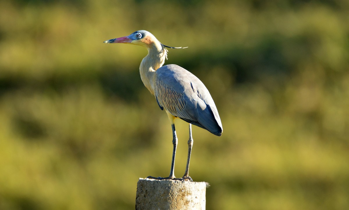 Whistling Heron - Eduardo Vieira 17