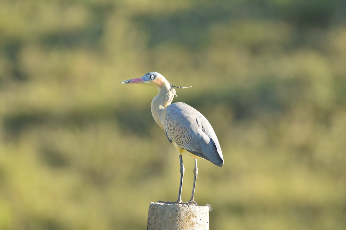 Whistling Heron - ML617131393