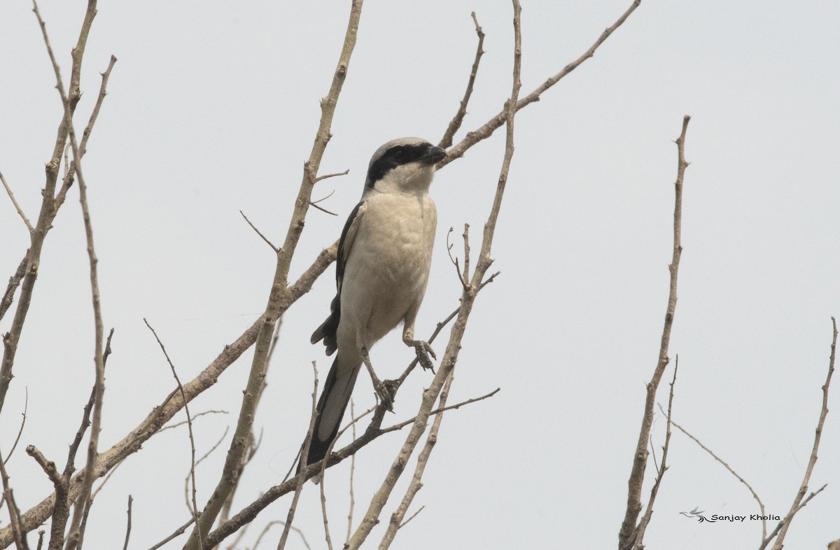 Great Gray Shrike - Sanjay kholiya