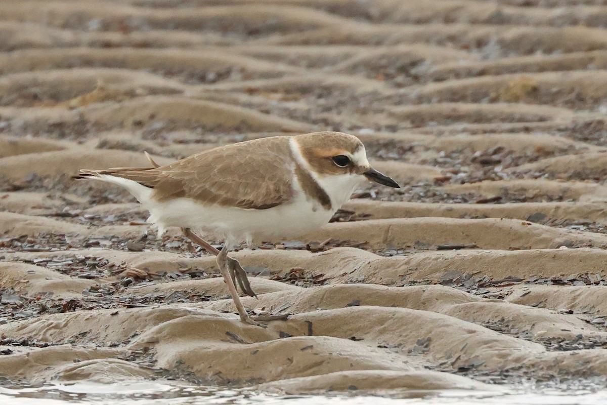 Kentish Plover - ML617131399