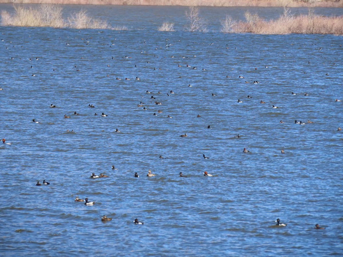 Ring-necked Duck - ML617131400