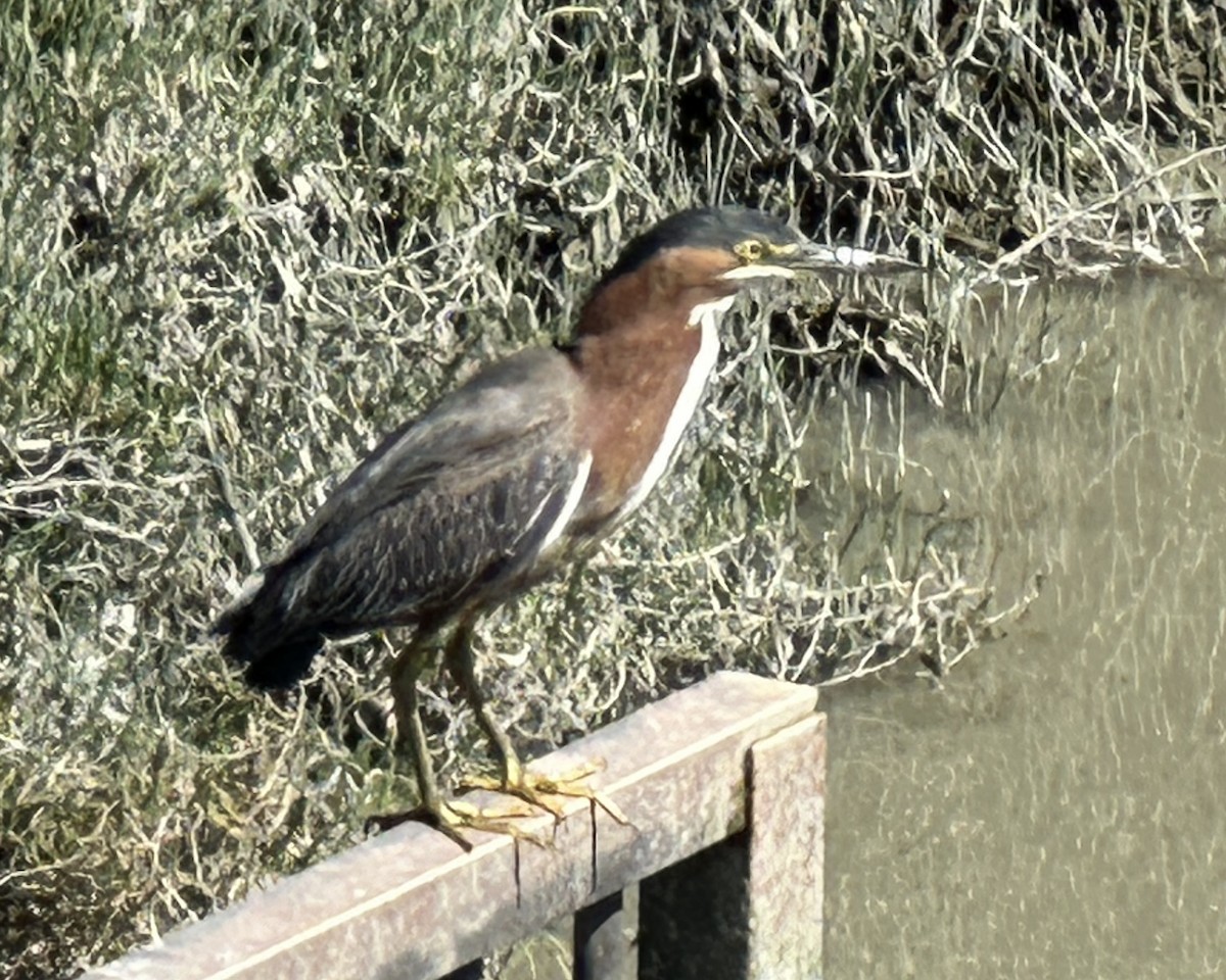 Green Heron - ML617131431