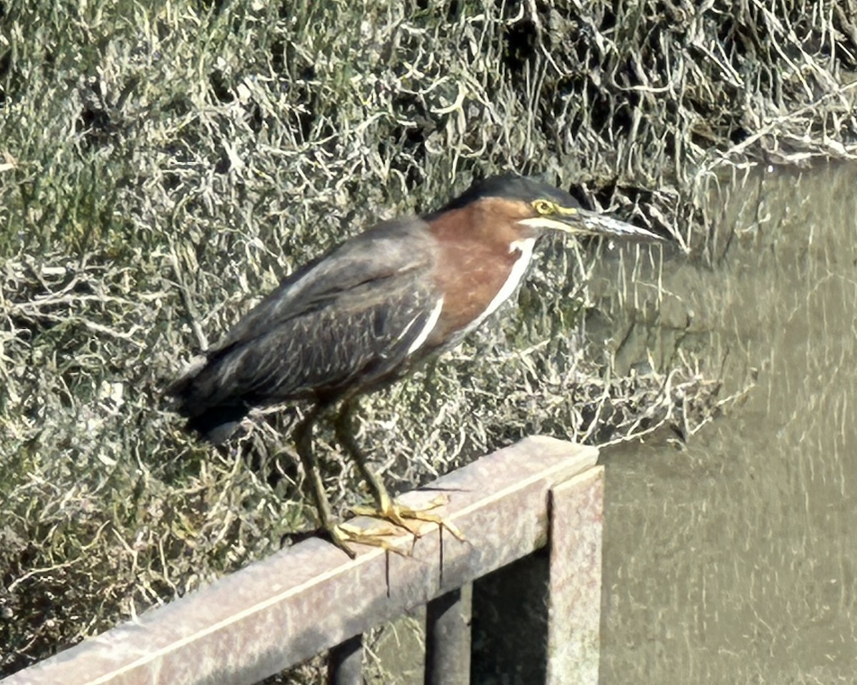 Green Heron - ML617131432