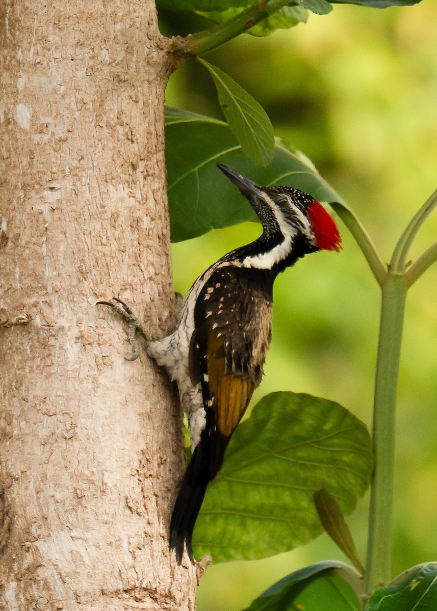 Greater/Common Flameback - ML617131440