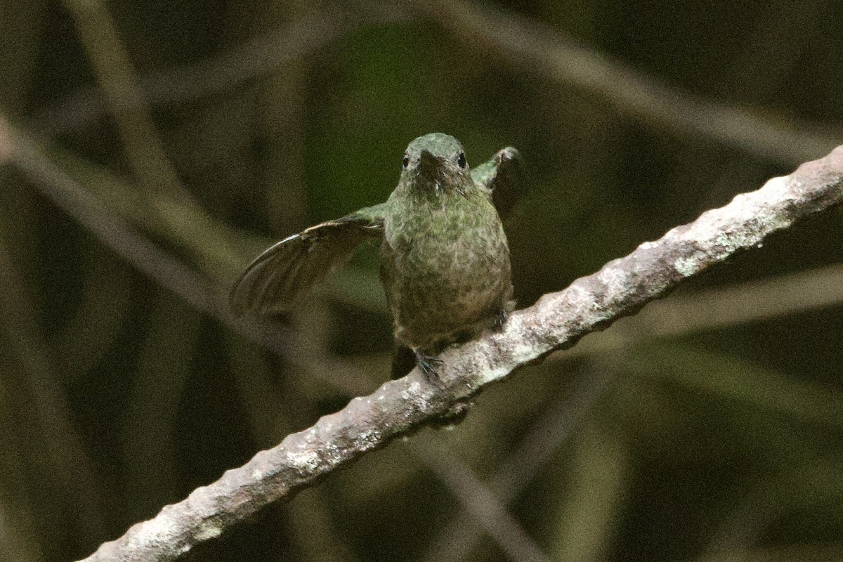 kolibřík skvrnitoprsý - ML617131444