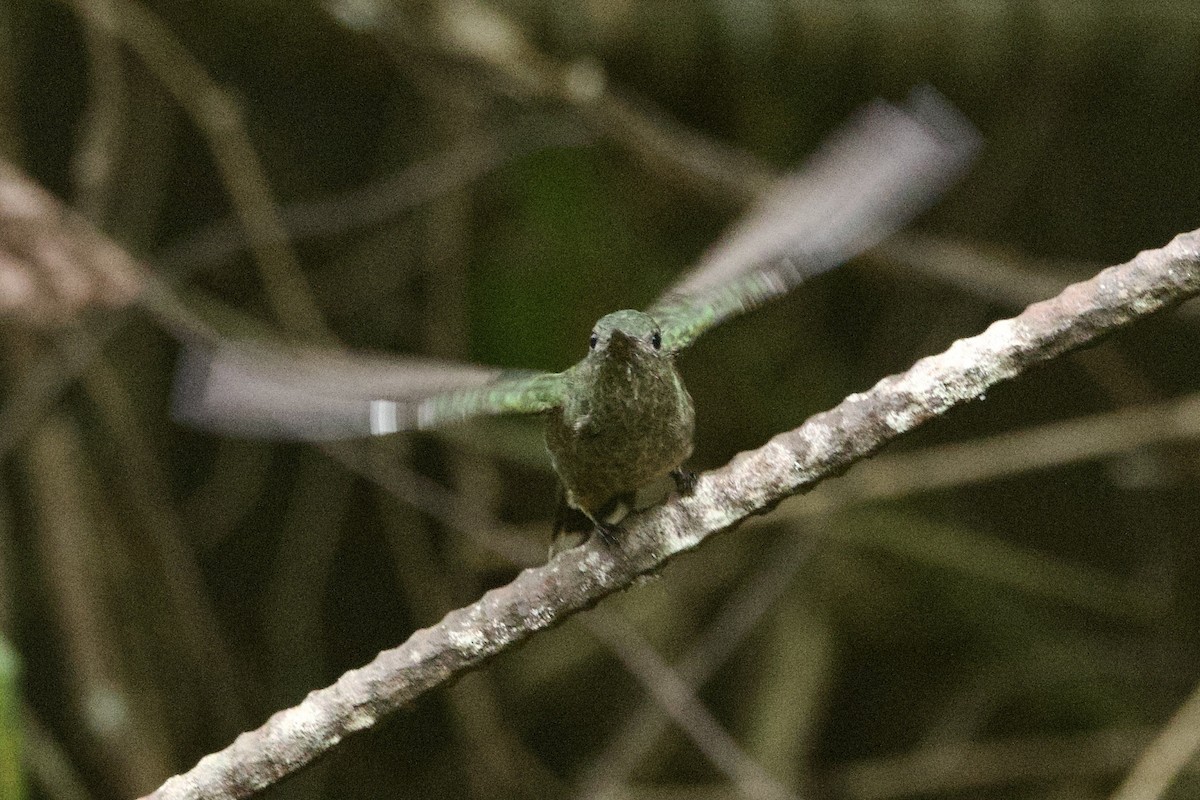 kolibřík skvrnitoprsý - ML617131445