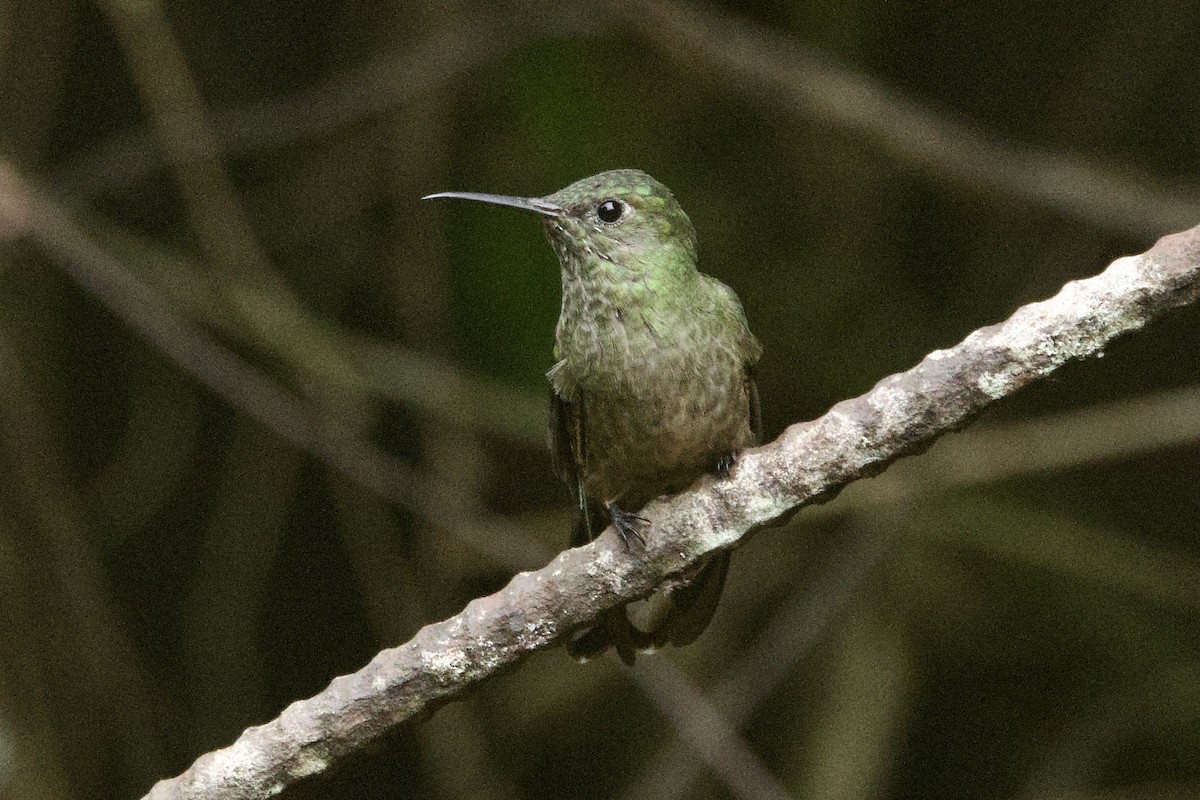 Colibrí de Cuvier - ML617131446