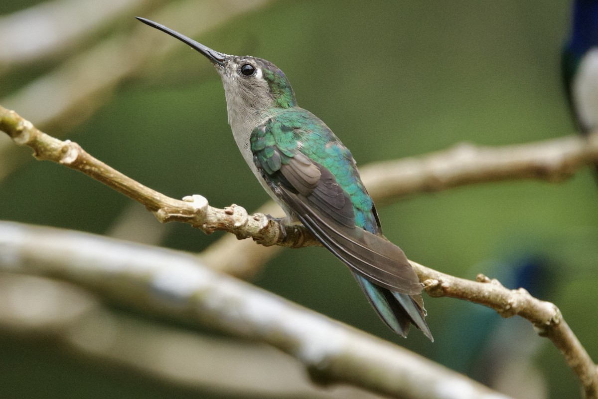 Wedge-tailed Sabrewing (Wedge-tailed) - ML617131453