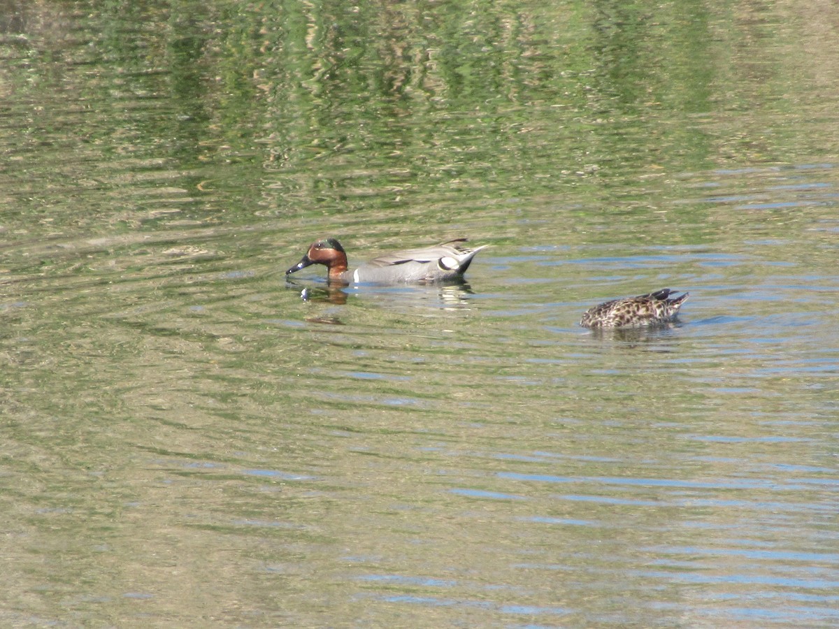 Green-winged Teal - ML617131456