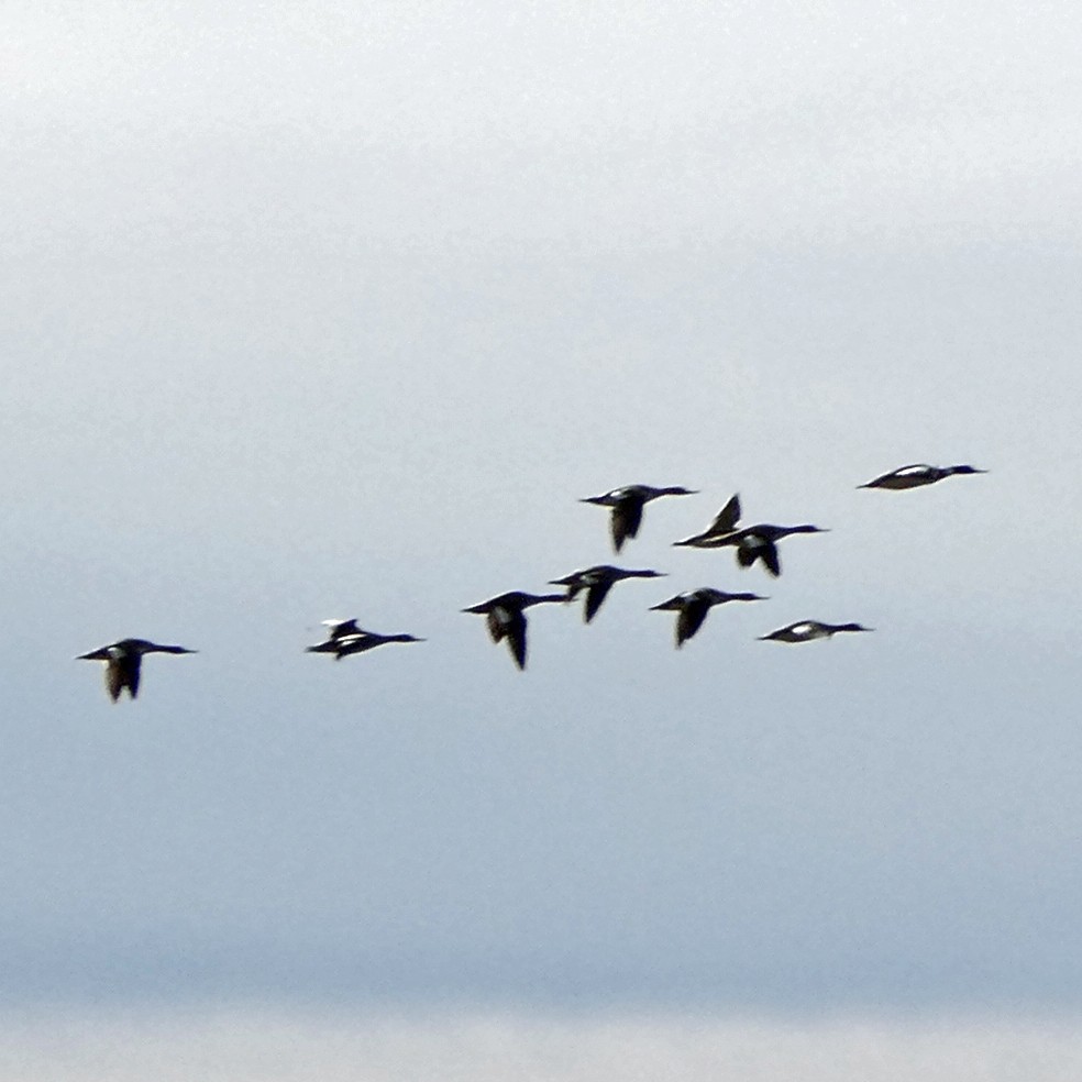 Common Merganser - ML617131490