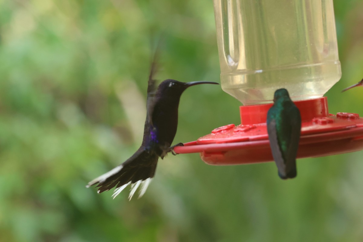 kolibřík fialkový - ML617131499