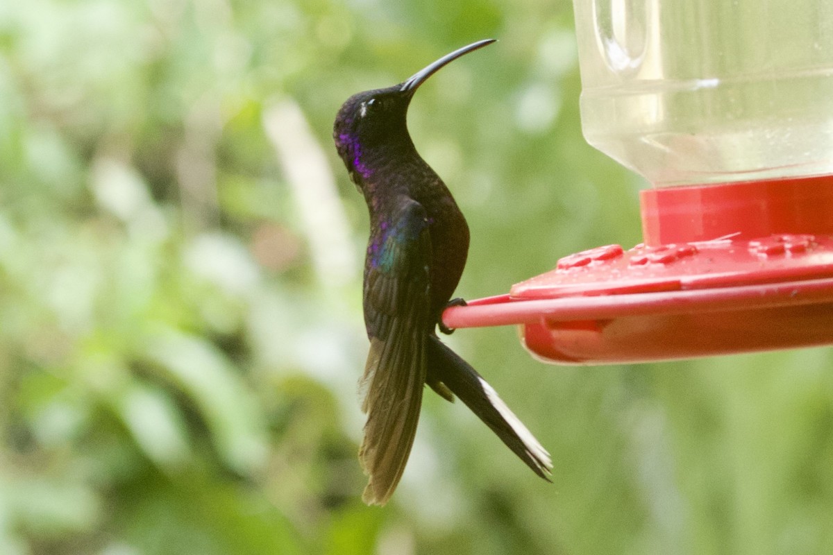 Colibrí Morado - ML617131500