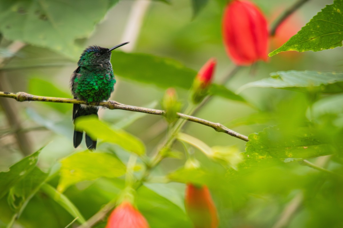 kolibřík fialovotemenný - ML617131501