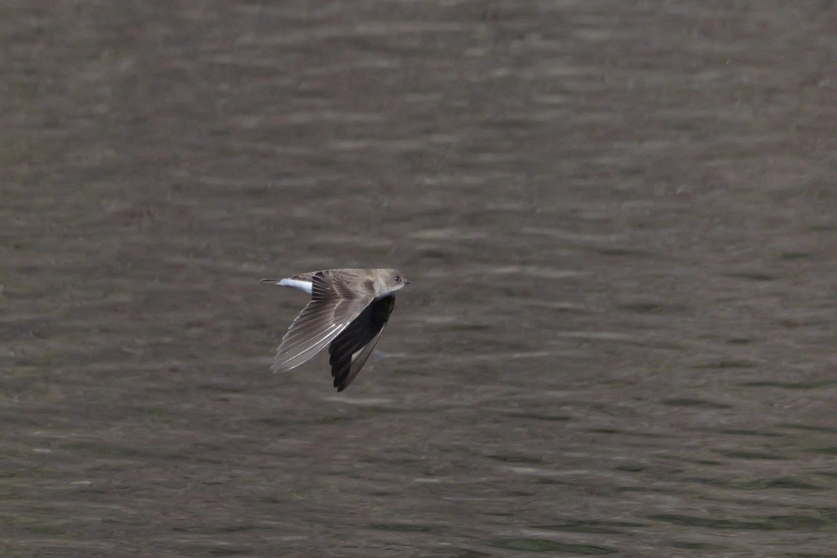 Northern Rough-winged Swallow - ML617131649
