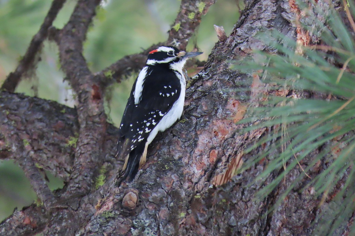 Hairy Woodpecker - ML617131674