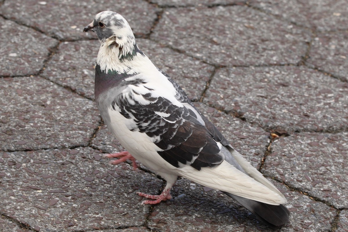 Rock Pigeon (Feral Pigeon) - ML617131685