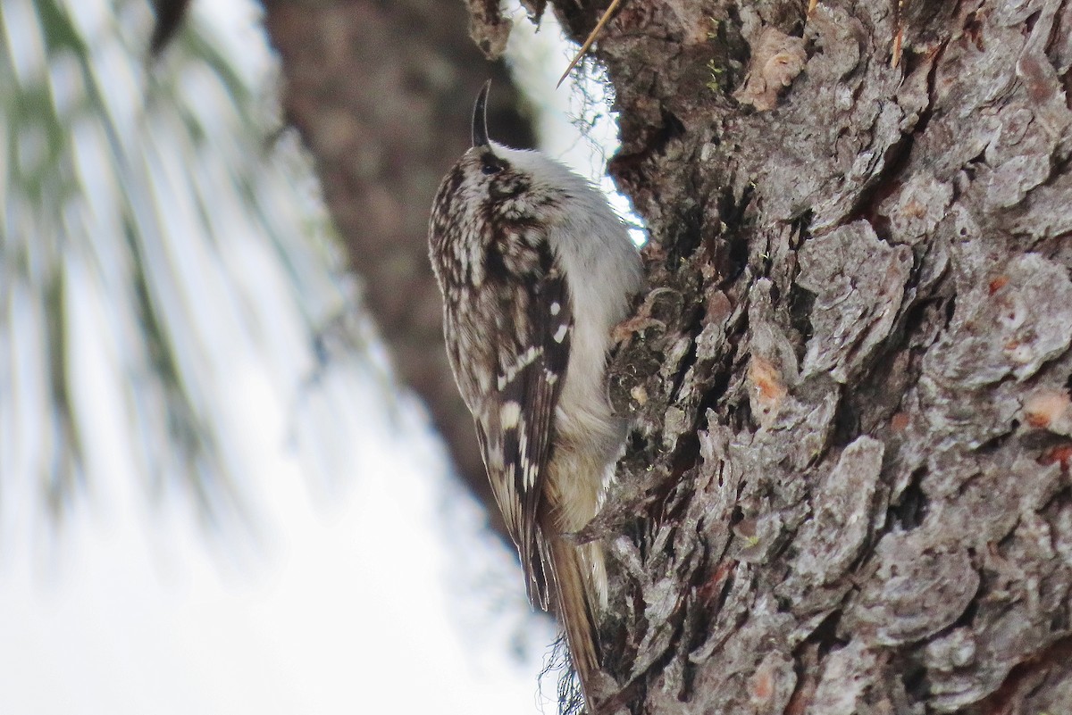 Brown Creeper - Craig Johnson