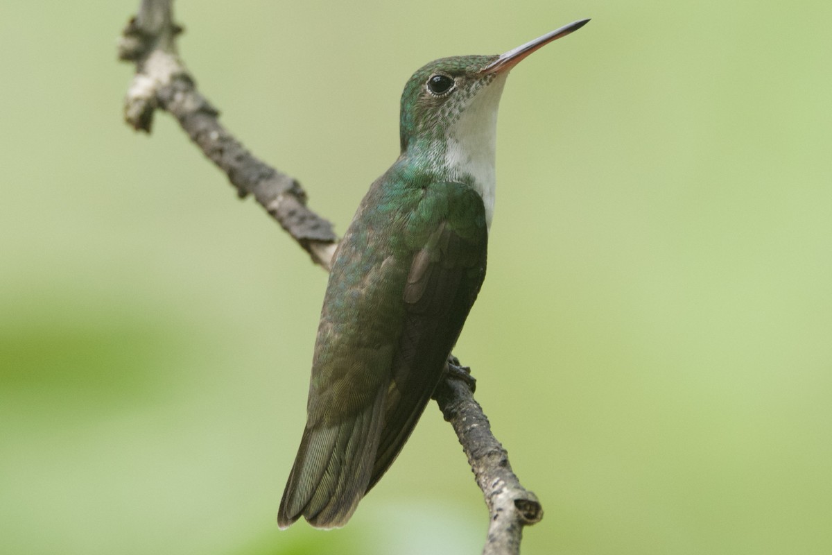 kolibřík helikóniový - ML617131706