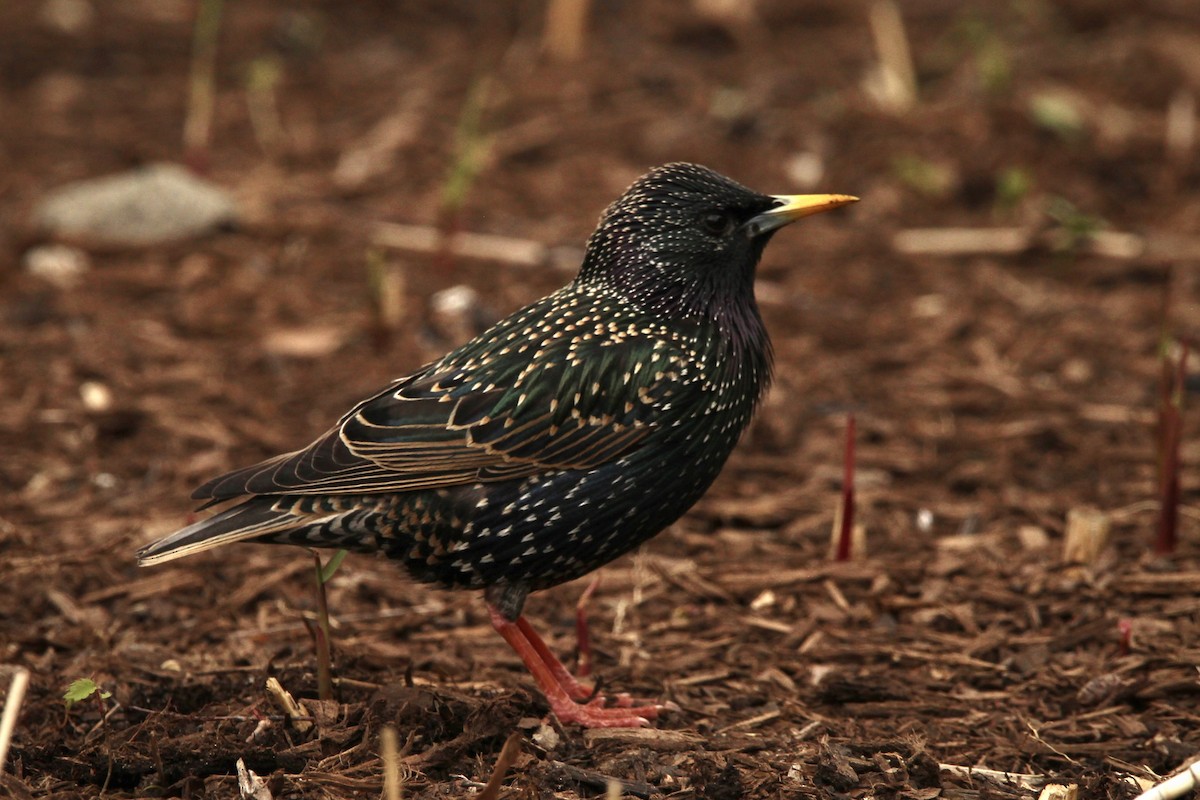 European Starling - ML617131710