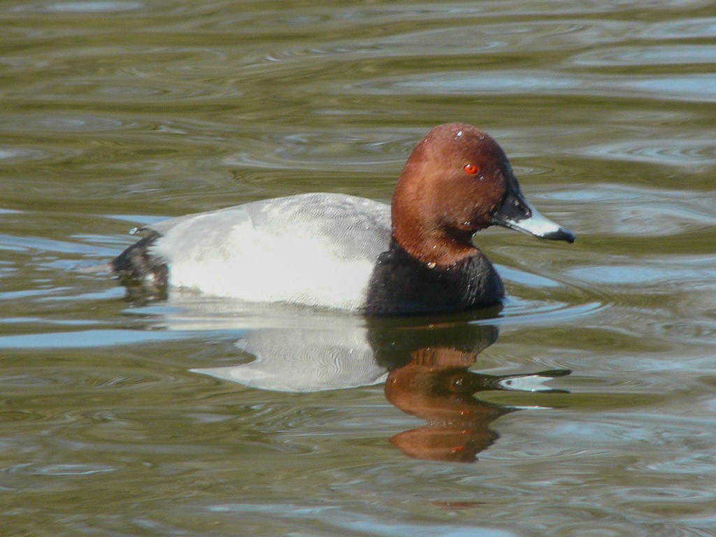 Common Pochard - Paul Winter