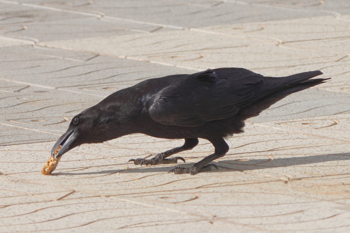 Common Raven - ML617131837