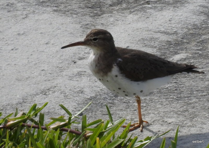 Spotted Sandpiper - ML617131866