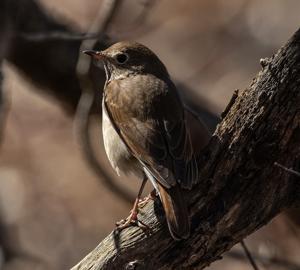 Hermit Thrush - ML617131872