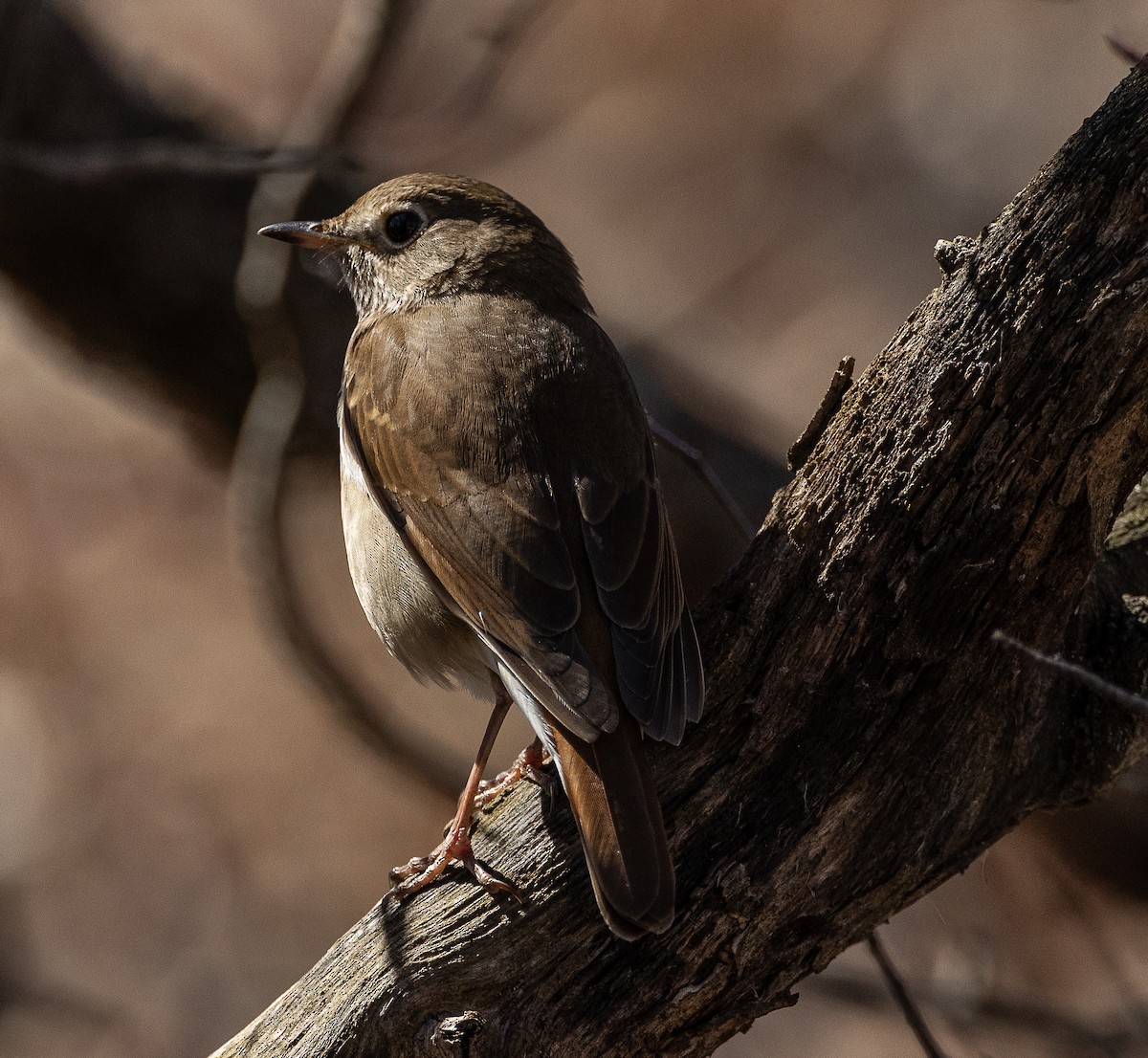 Hermit Thrush - ML617131873