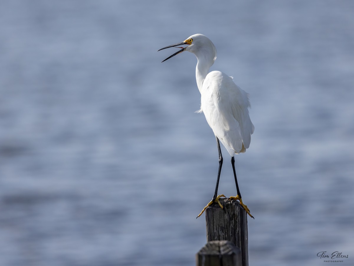 Snowy Egret - Tim Ellens