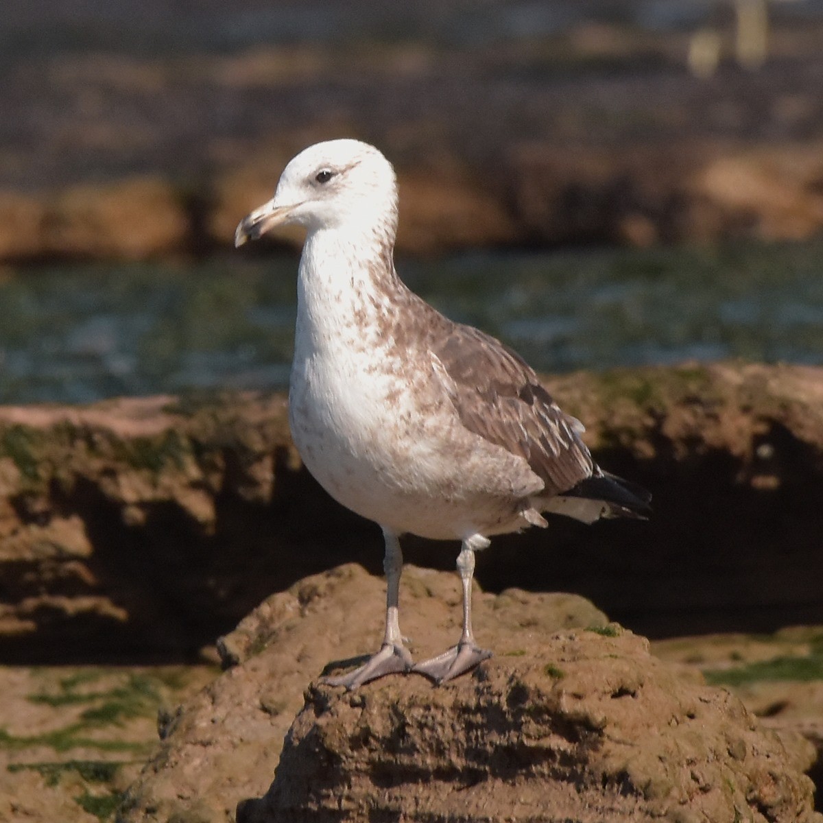 Olrog's Gull - Carlos De Biagi