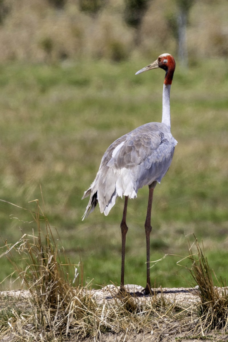 Grulla Sarus - ML617131944