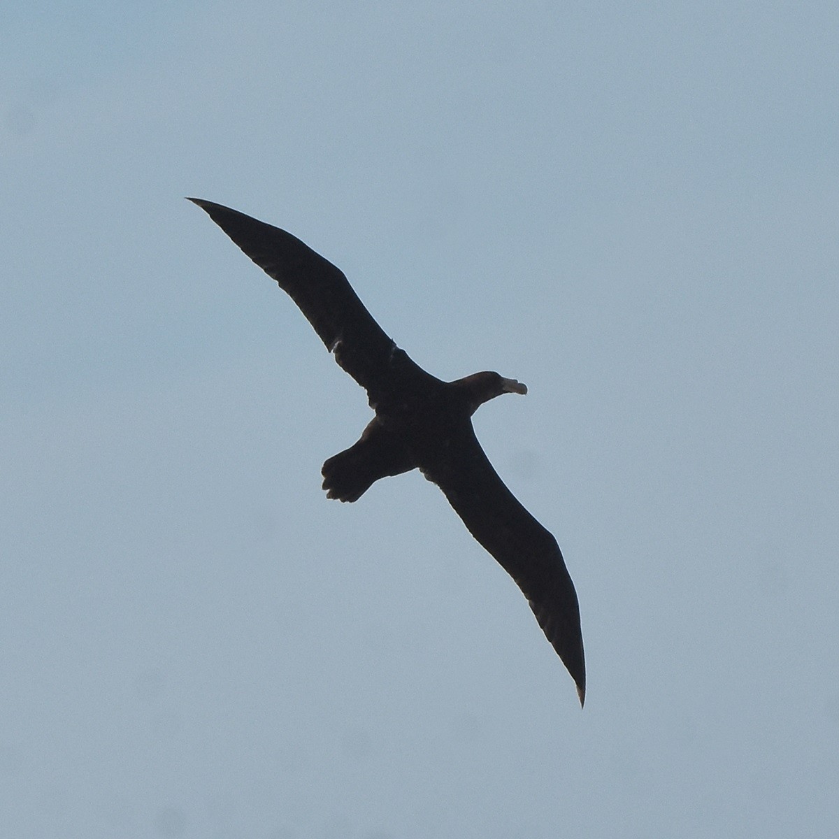 Southern/Northern Giant-Petrel - ML617131964
