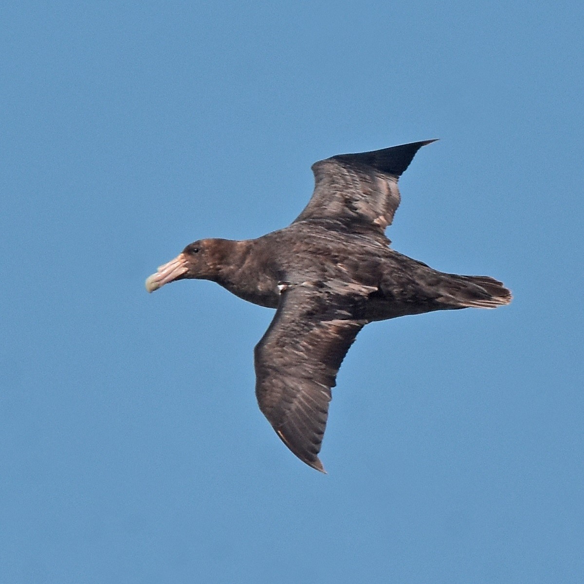 Southern/Northern Giant-Petrel - ML617131966