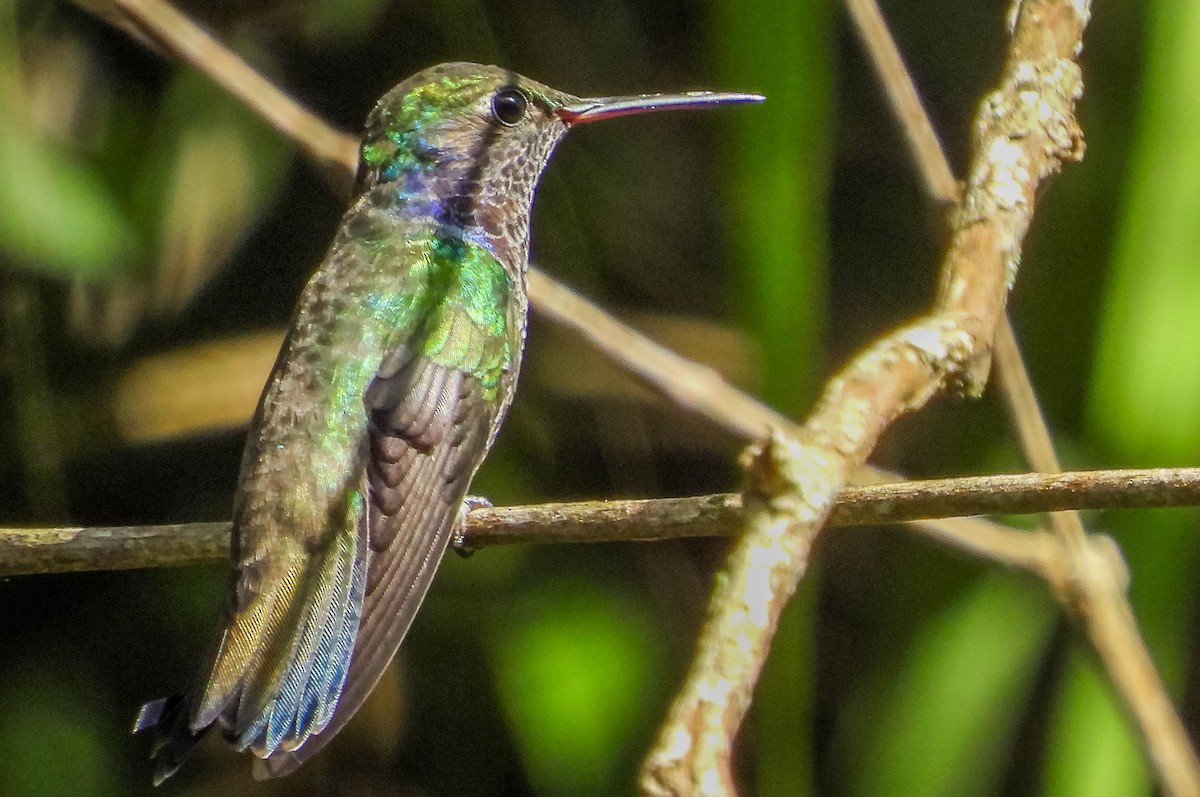 kolibřík safírový - ML617131968