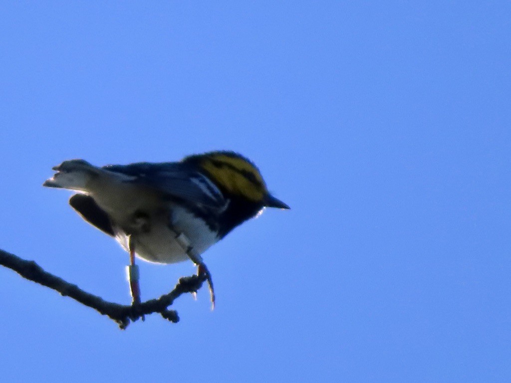 Golden-cheeked Warbler - ML617131985
