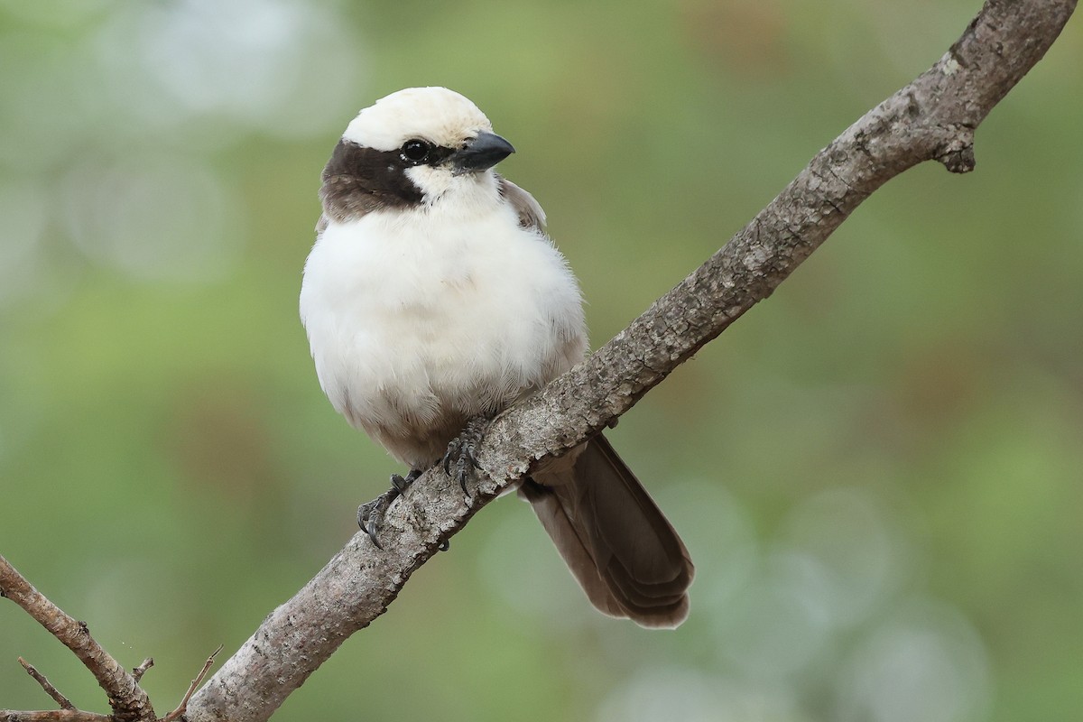 White-crowned Shrike - ML617131987