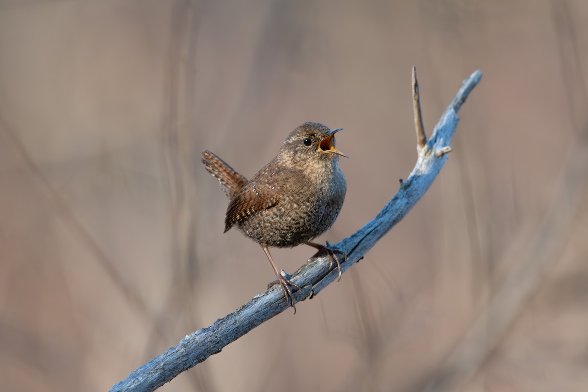 Winter Wren - Mael Glon