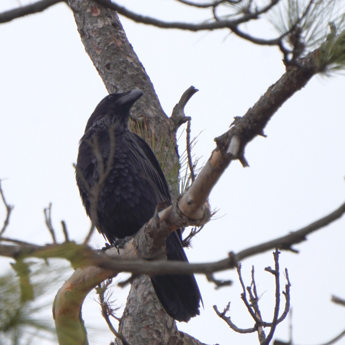 Common Raven - ML617132035