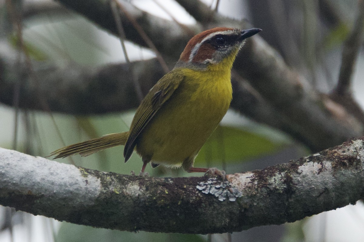 Rufous-capped Warbler (salvini) - ♏️ ©️