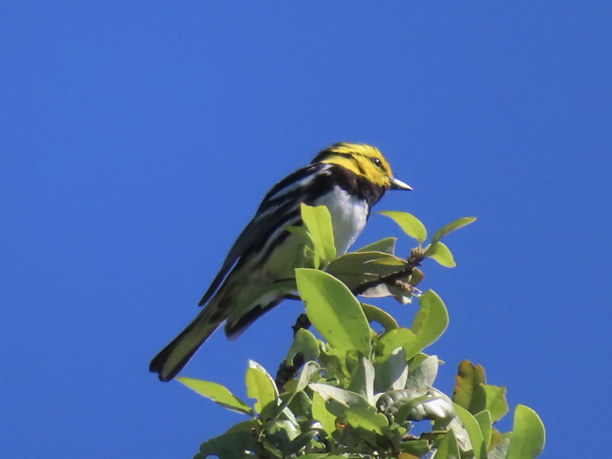 Golden-cheeked Warbler - ML617132058