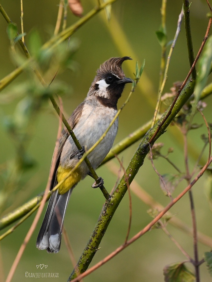 Bulbul à joues blanches - ML617132087