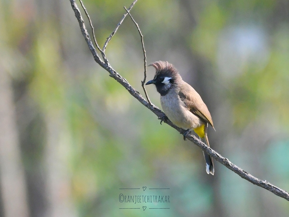 Bulbul à joues blanches - ML617132088