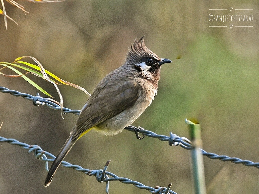 Himalayan Bulbul - ML617132089