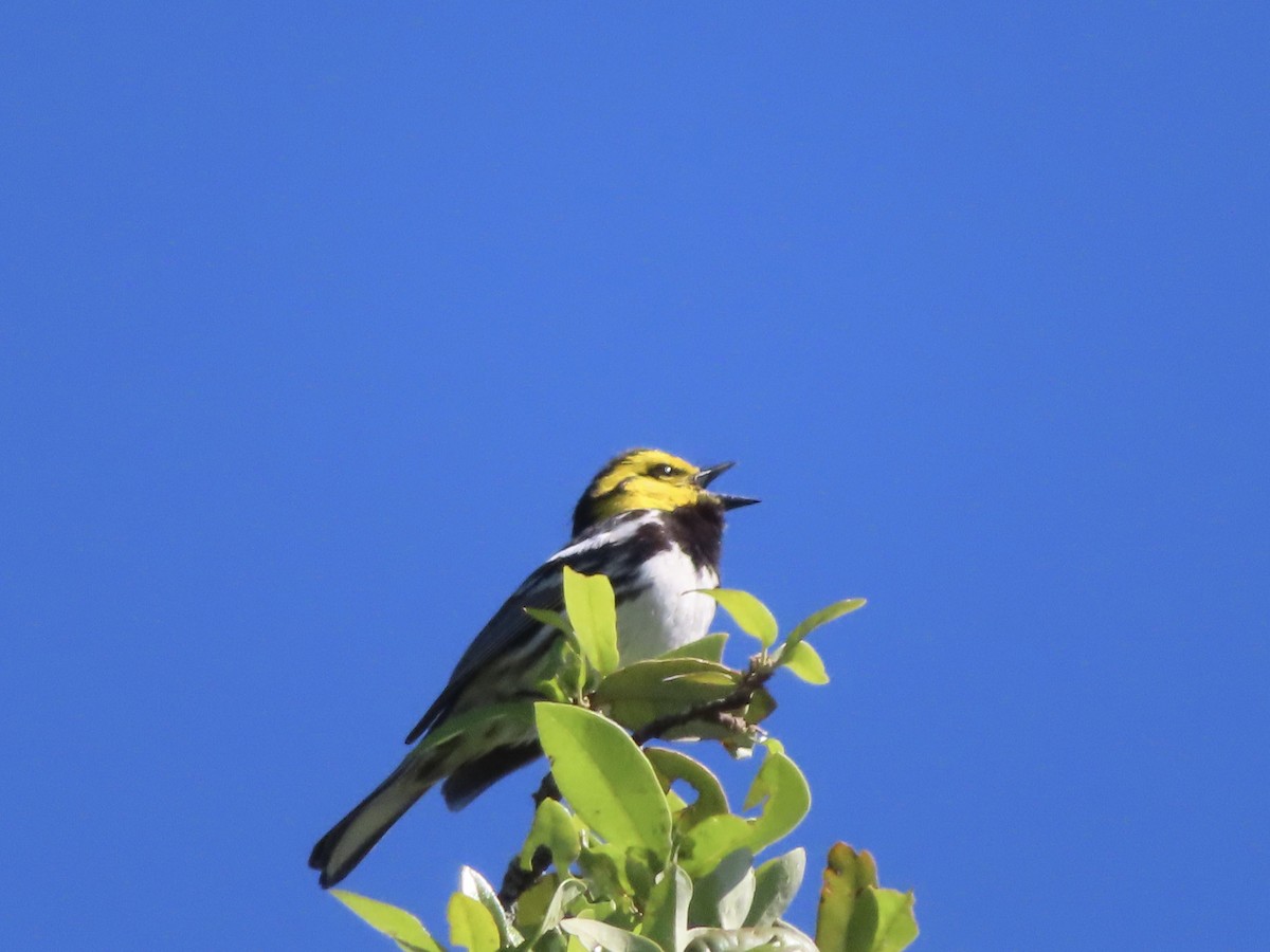 Golden-cheeked Warbler - ML617132097