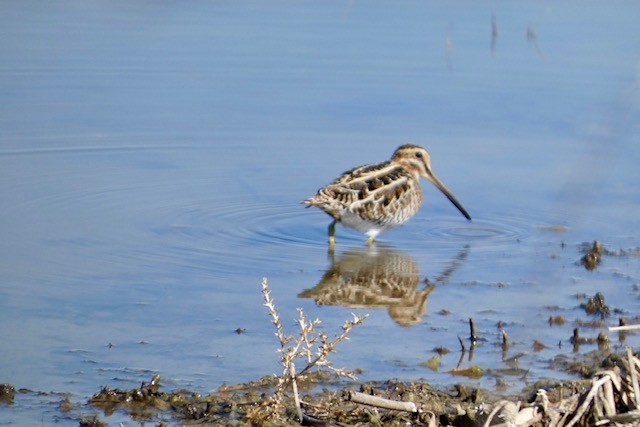 Wilson's Snipe - ML617132100