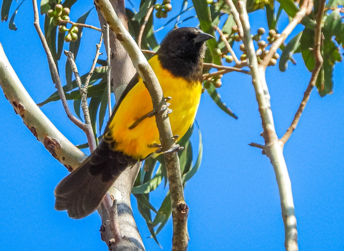 Yellow-rumped Marshbird - José Silvestre Vieira