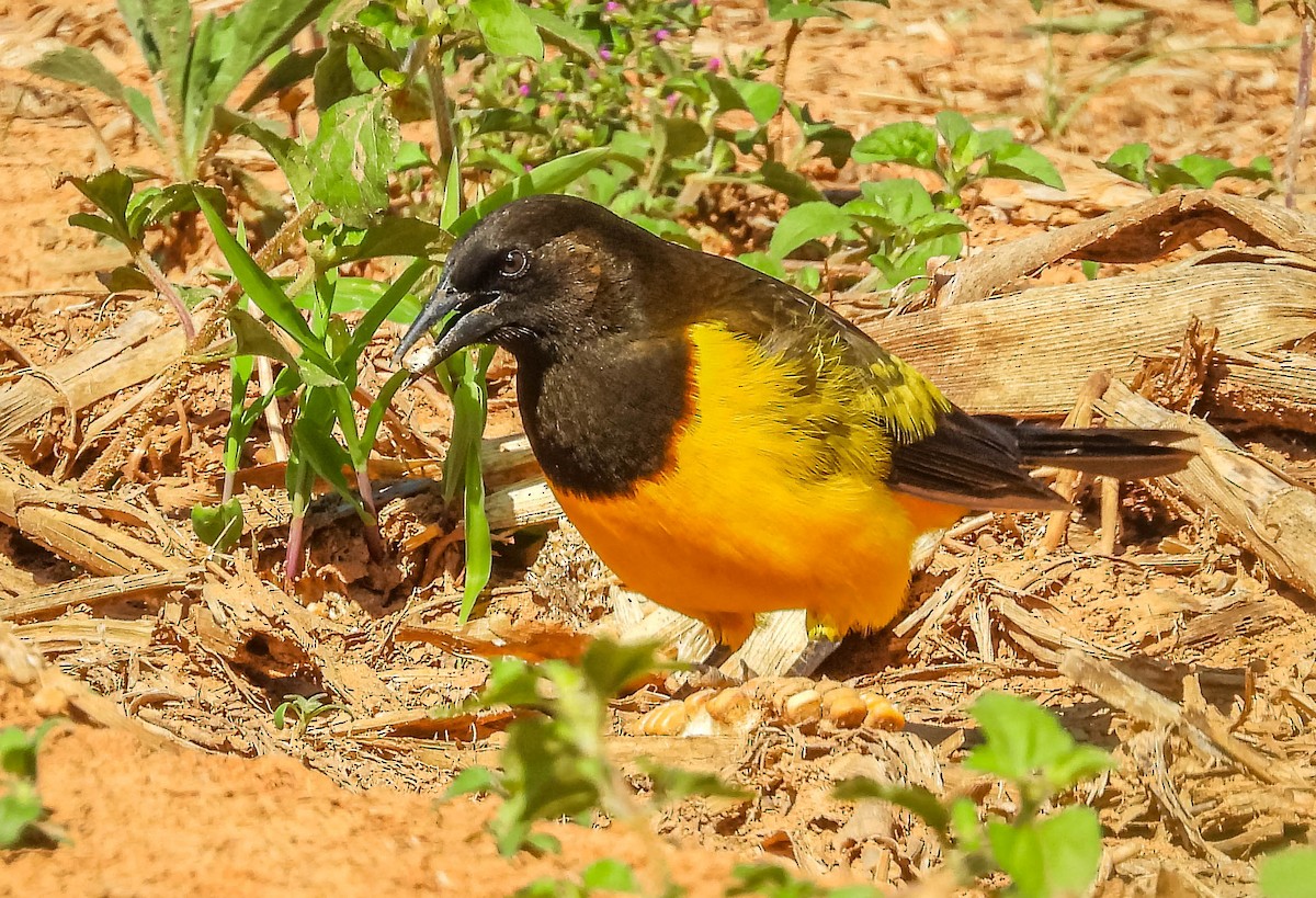 Yellow-rumped Marshbird - José Silvestre Vieira